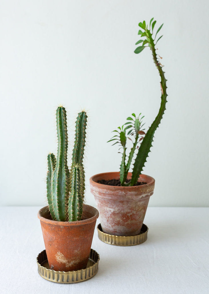 brass plant pot tray