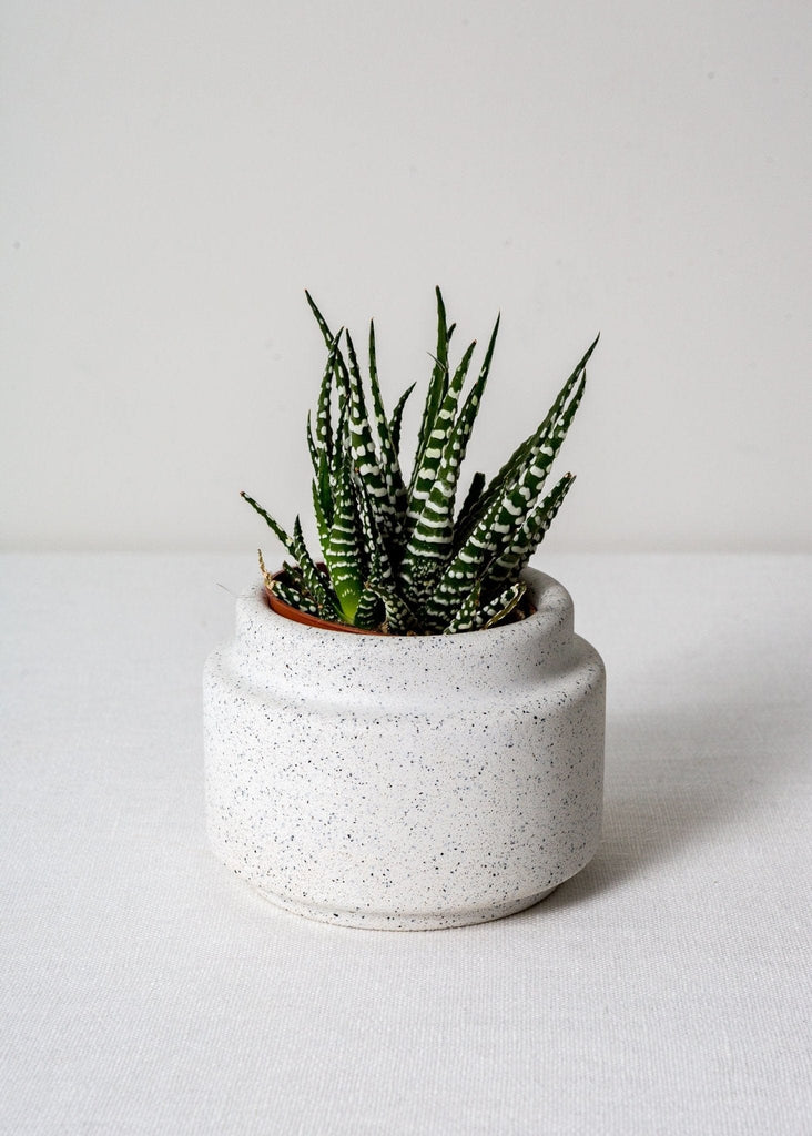 Speckled Concrete Planters - The Small Home